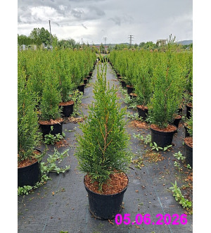 Thuja occ. 'Smaragd' C 2 L